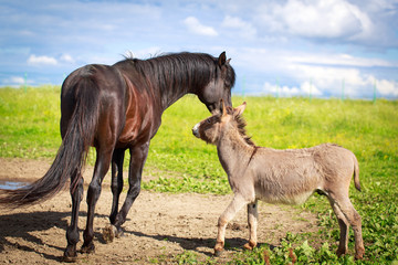 Grey donkey and black horse