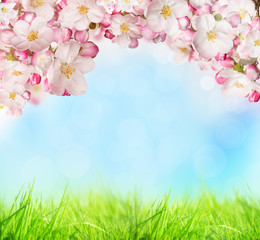 Obraz na płótnie Canvas Spring blossoms