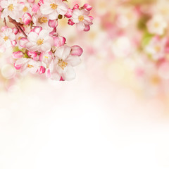 Fototapeta na wymiar Spring blossoms on white background