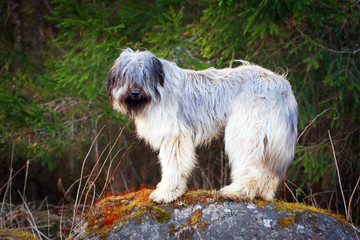 Pale yellow briard dog