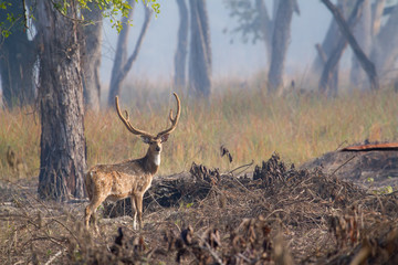 Spotted deer male in Bardia, Nepal