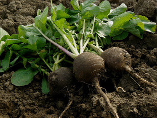 fresh harvested black radishes