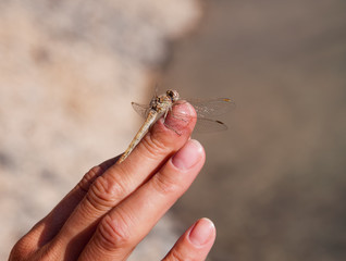 Dragonfly on finger isolated on grey background