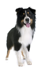 australian shepherd