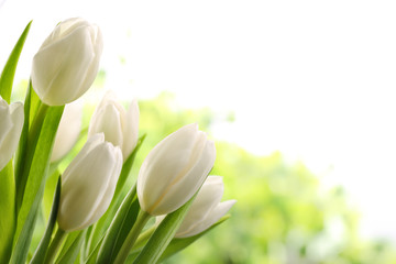 White Tulips