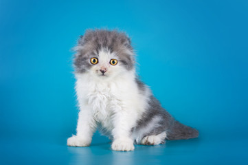 Naklejka na ściany i meble young kitten on a colored background isolated