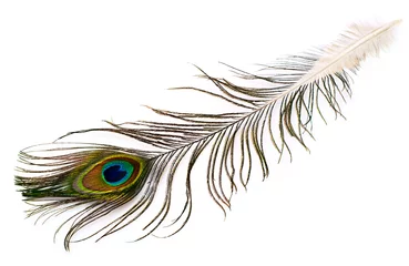 Zelfklevend Fotobehang Pauw pauw pluim