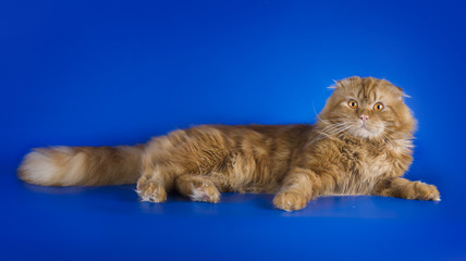 young kitten on a colored background isolated