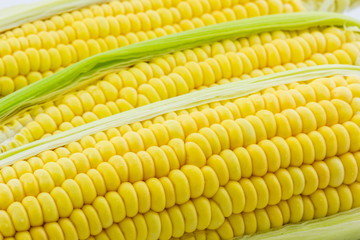 Fresh organic corn, Maize.