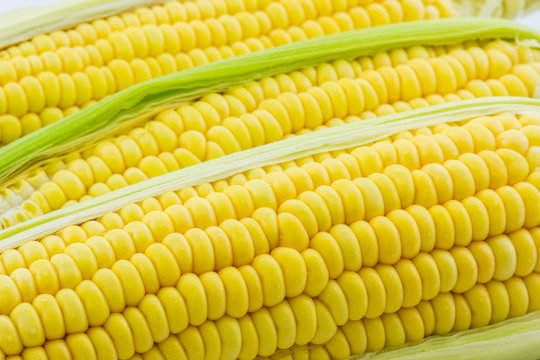 Fresh organic corn, Maize.