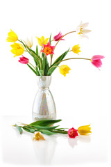Field of tulips
