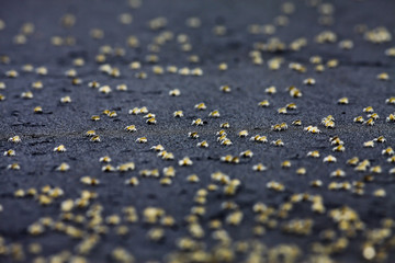 crabs running on the beach