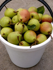 bucket full of pears