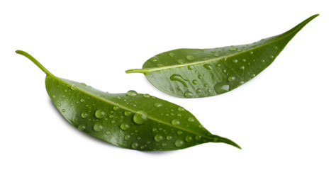 Green leafs isolated on white