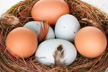 Easter eggs and basket isolated