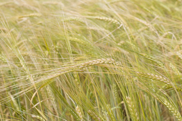 Green wheat in the field