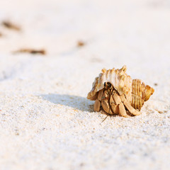 Hermit crab at beach
