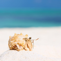 Obraz na płótnie Canvas Hermit crab at beach