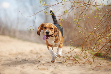 funny beagle dog running