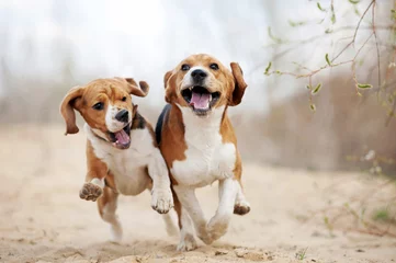 Foto auf Alu-Dibond Two funny beagle dogs running © ksuksa