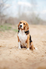 serious beagle dog