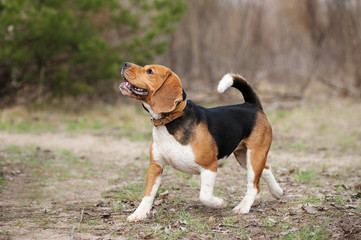 funny beagle dog running