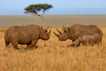 Black Rhino Family fighting at sunrise in Masai Mara, Kenya