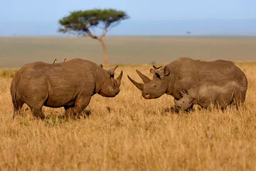 Gordijnen Black Rhino Family fighting at sunrise in Masai Mara, Kenya © maggymeyer