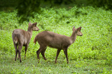 Naklejka na ściany i meble Hog deer free in the zoo, Thailand