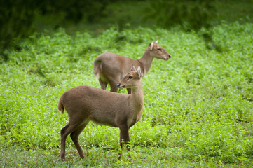 Hog deer free in the zoo, Thailand