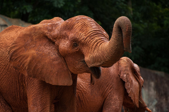 Large African elephant (Loxodonta africana)