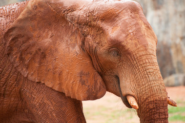 Fototapeta na wymiar Large African elephant (Loxodonta africana)