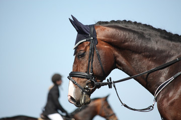 Fototapeta na wymiar Brown sport horse portrait during show
