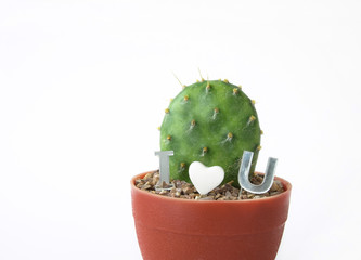 Cactus in plastic pot with I heart you letter isolated.