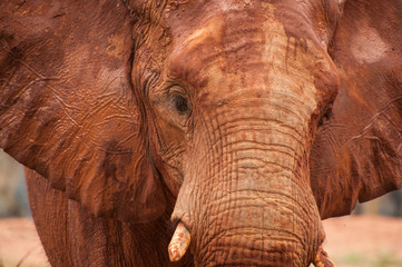 Large African elephant (Loxodonta africana)
