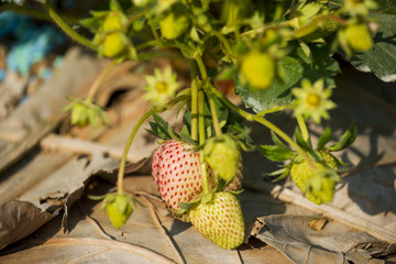 young strawberry plant in the morning ,Thailand