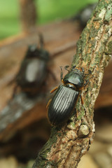 Beetle on wood