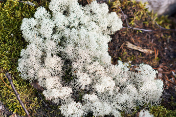 moss