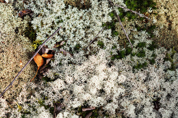 moss