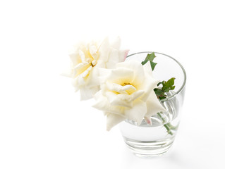 white rose on isolated background