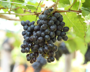 red wine grapes hanging