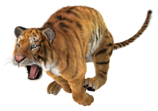 Jumping Tiger