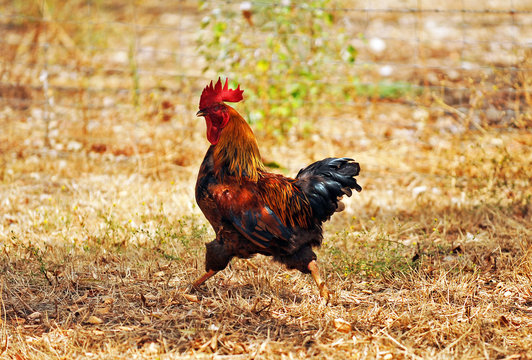 Red rooster in the farm