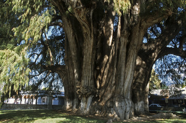 Cyprés, Arbre de Tullé agé de 2000 ans ,Méxique