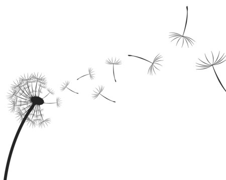 Dandelion seeds silhouette