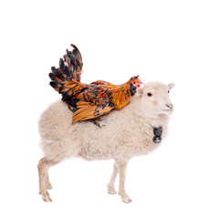 Black rooster on white