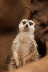 Small meerkat or suricate (Suricata suricatta)