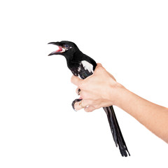 Common Magpie isolated on white