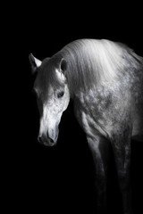Grey horse on the black background