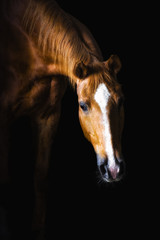 Golden red horse on the black background